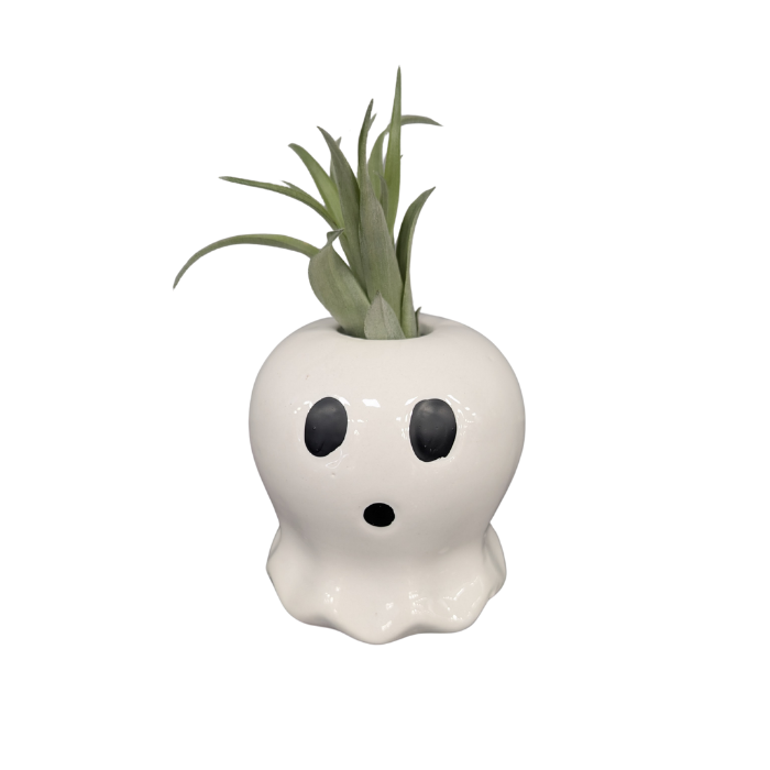 Tillandsia Air Plant in Halloween Ghost Planter