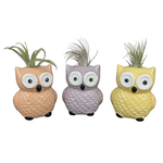 Tillandsia Air Plant in Owl Planter