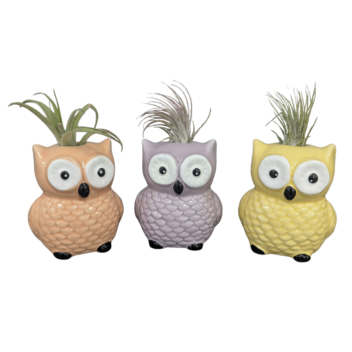 Tillandsia Air Plant in Owl Planter