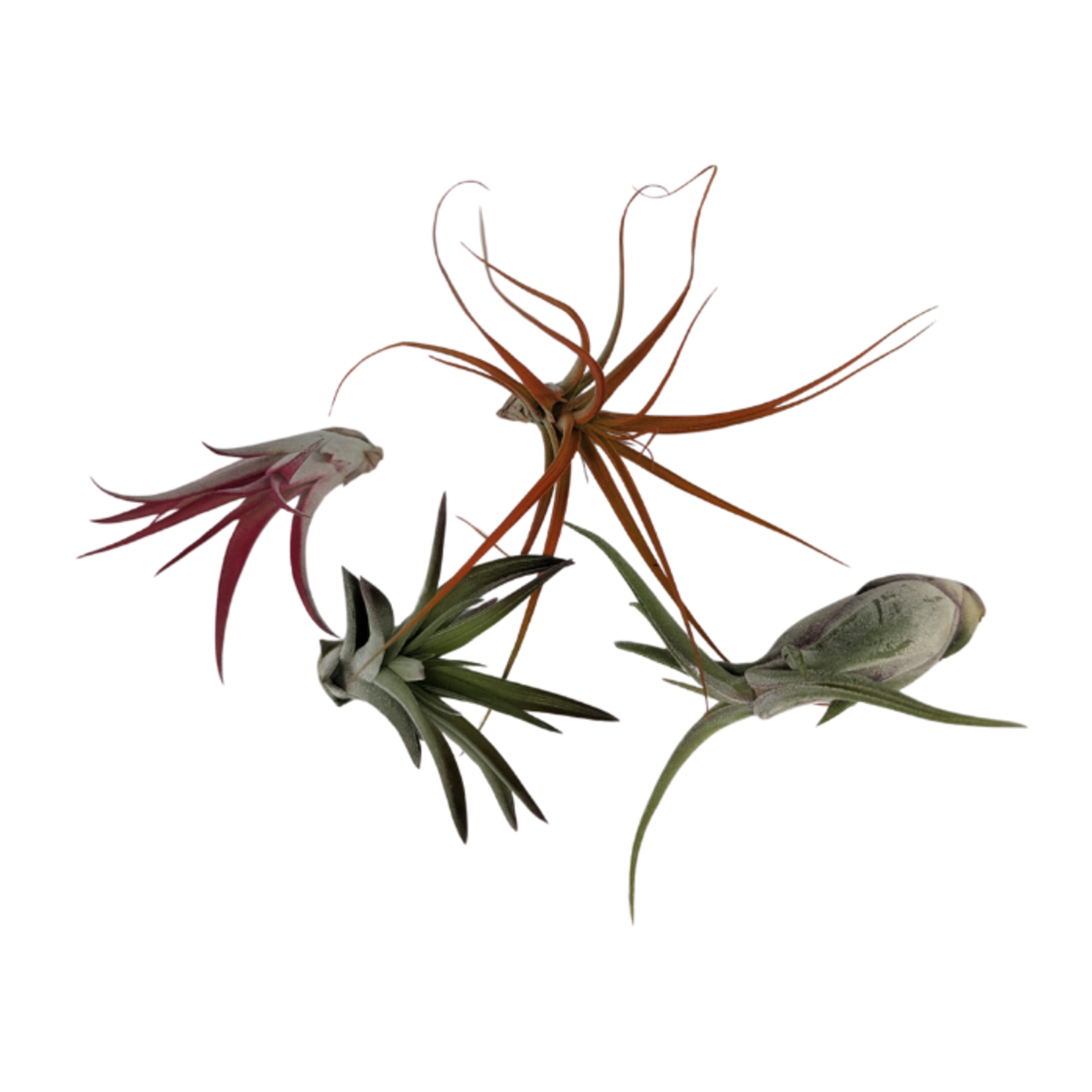 Tillandsia sp. Air Plant - Fall Assorted