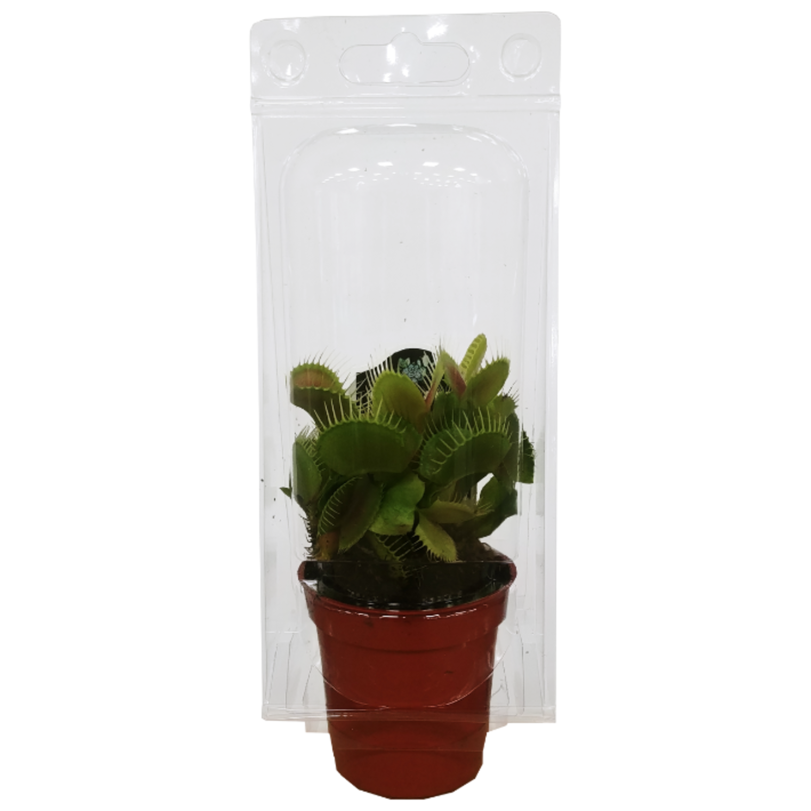 Dionaea muscipula Venus Fly Trap