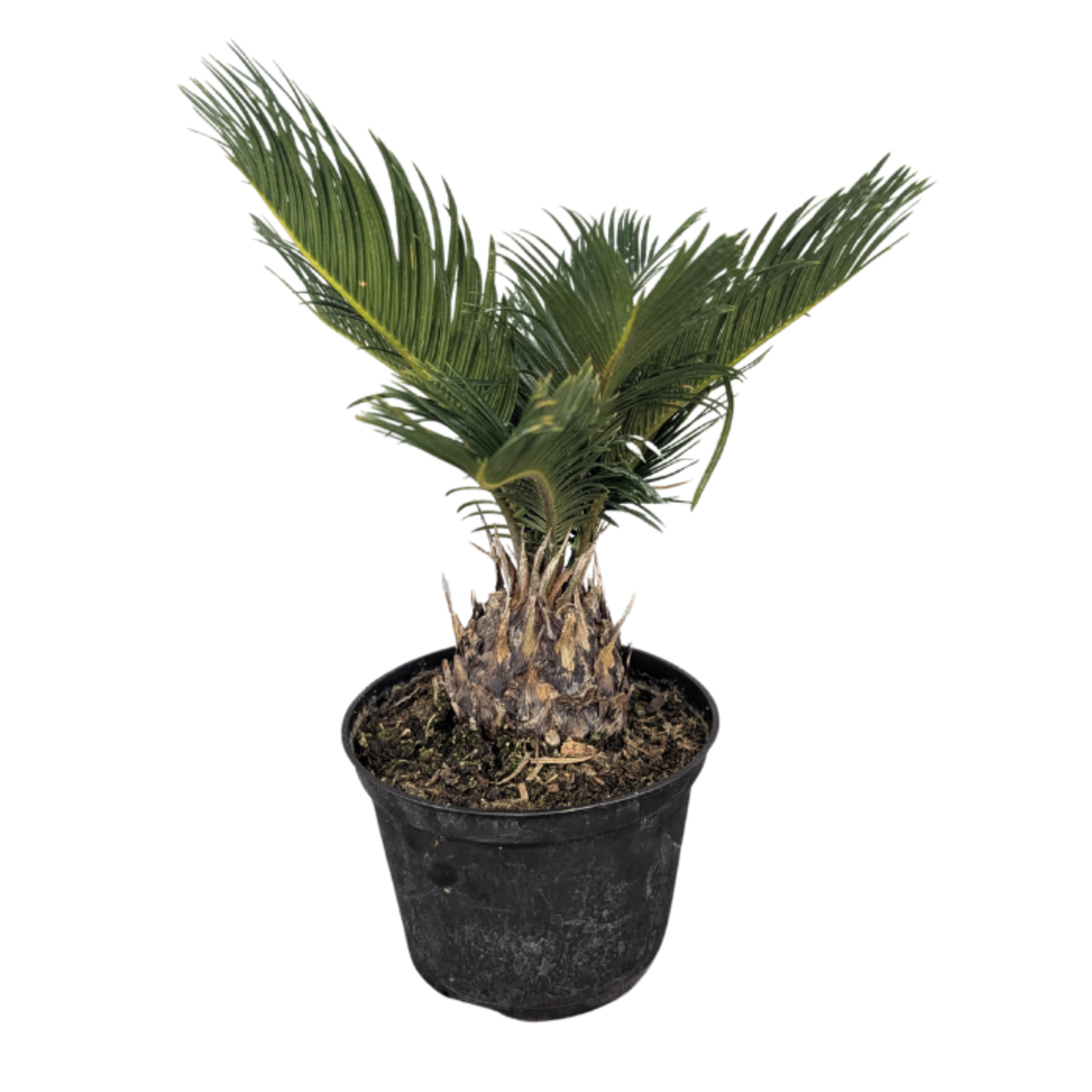 Cycas revoluta Sago Palm