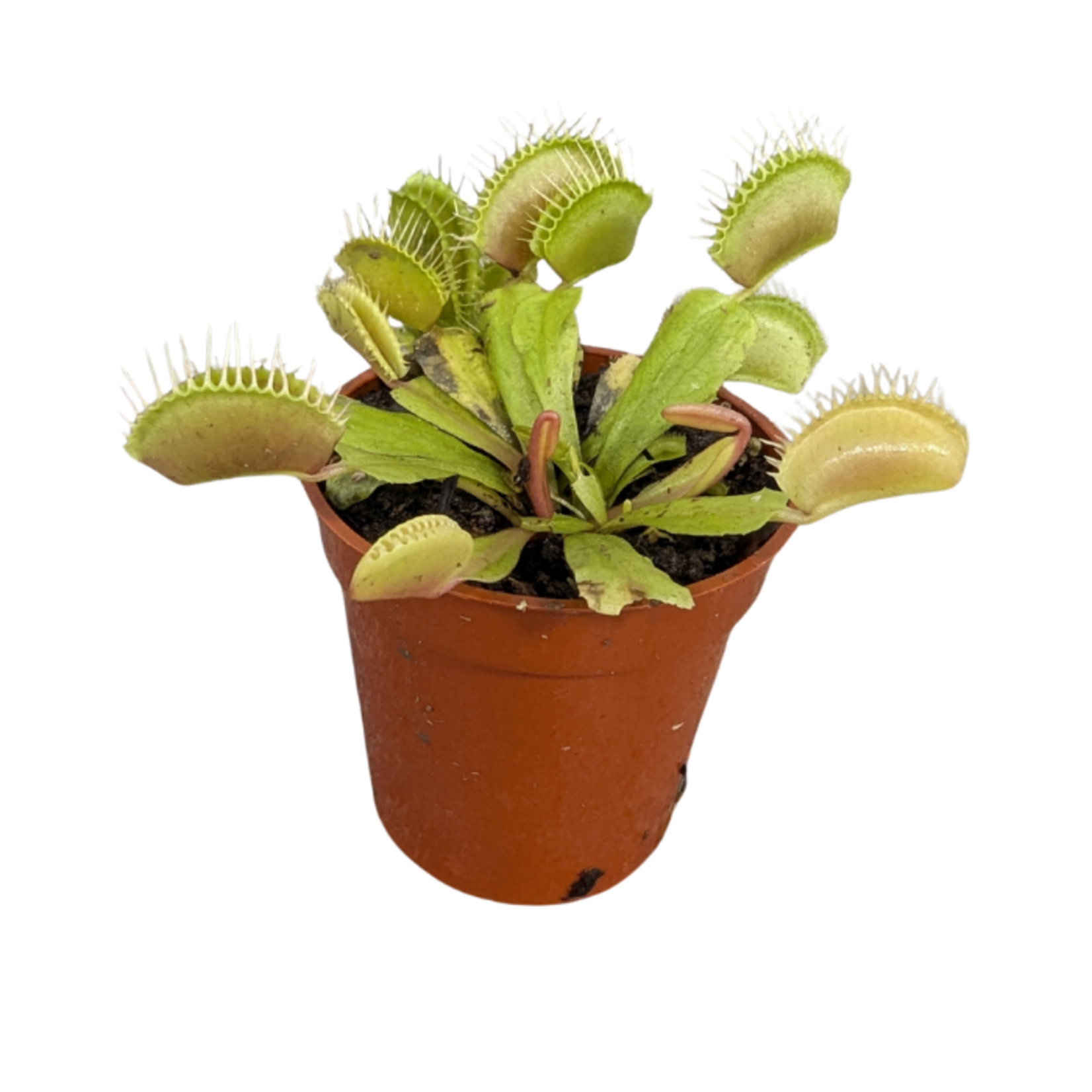 Dionaea muscipula Venus Fly Trap