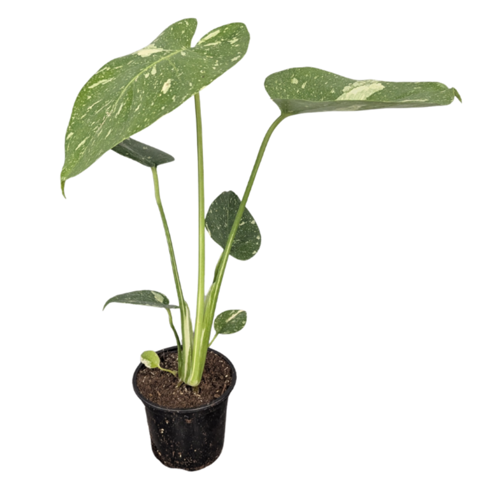 Monstera deliciosa 'Thai Constellation' Philodendron