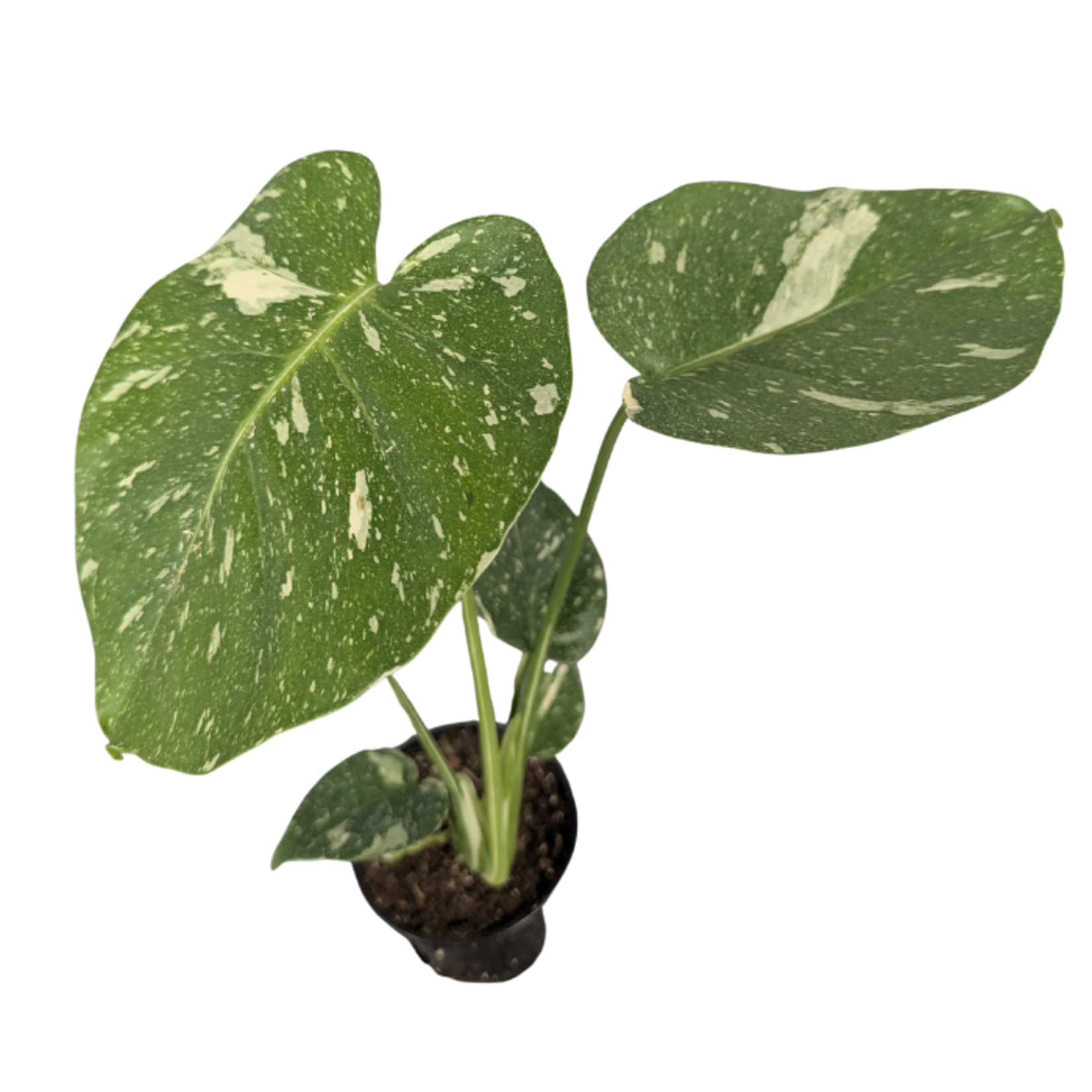 Monstera deliciosa 'Thai Constellation' Philodendron