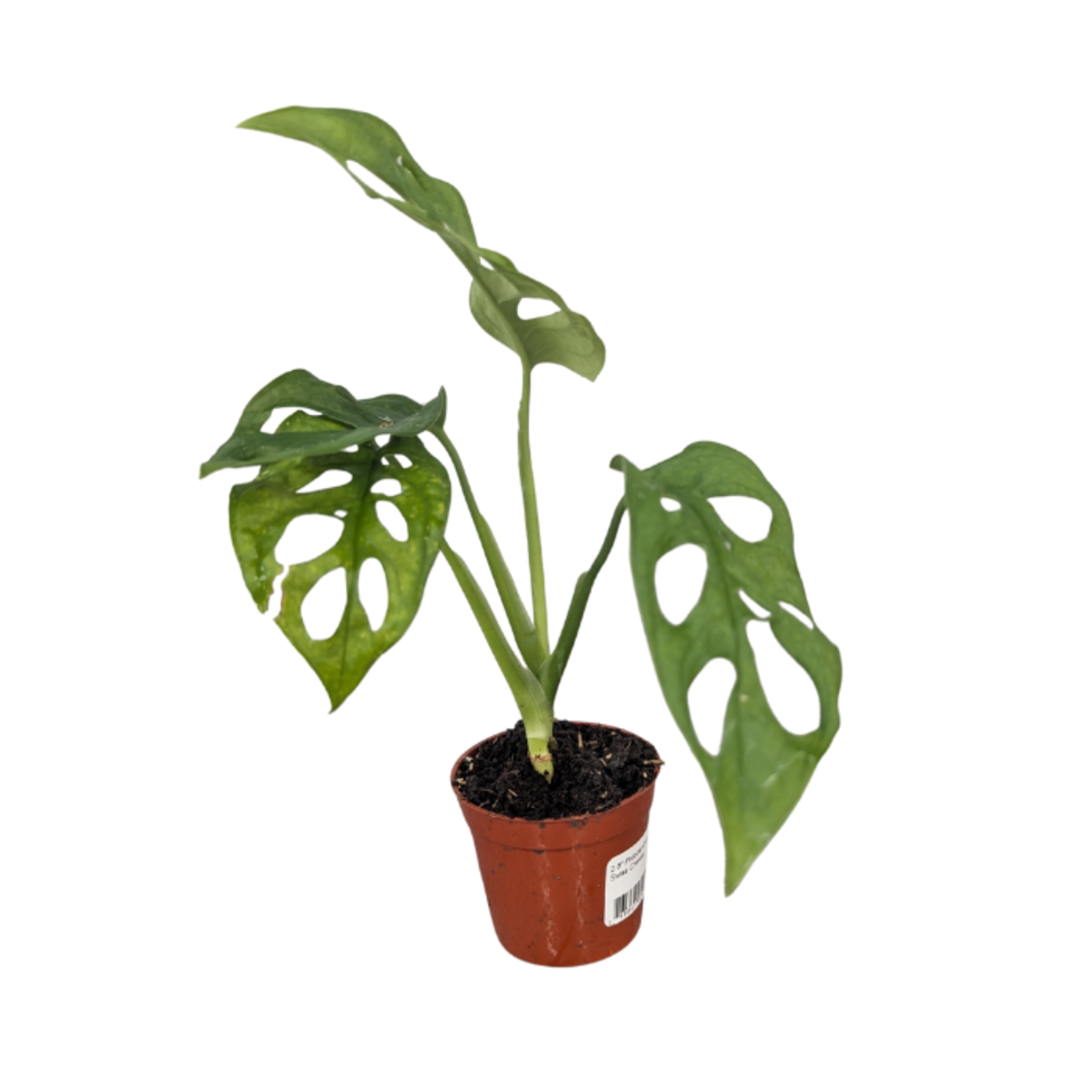 Monstera deliciosa Swiss Cheese Philodendron