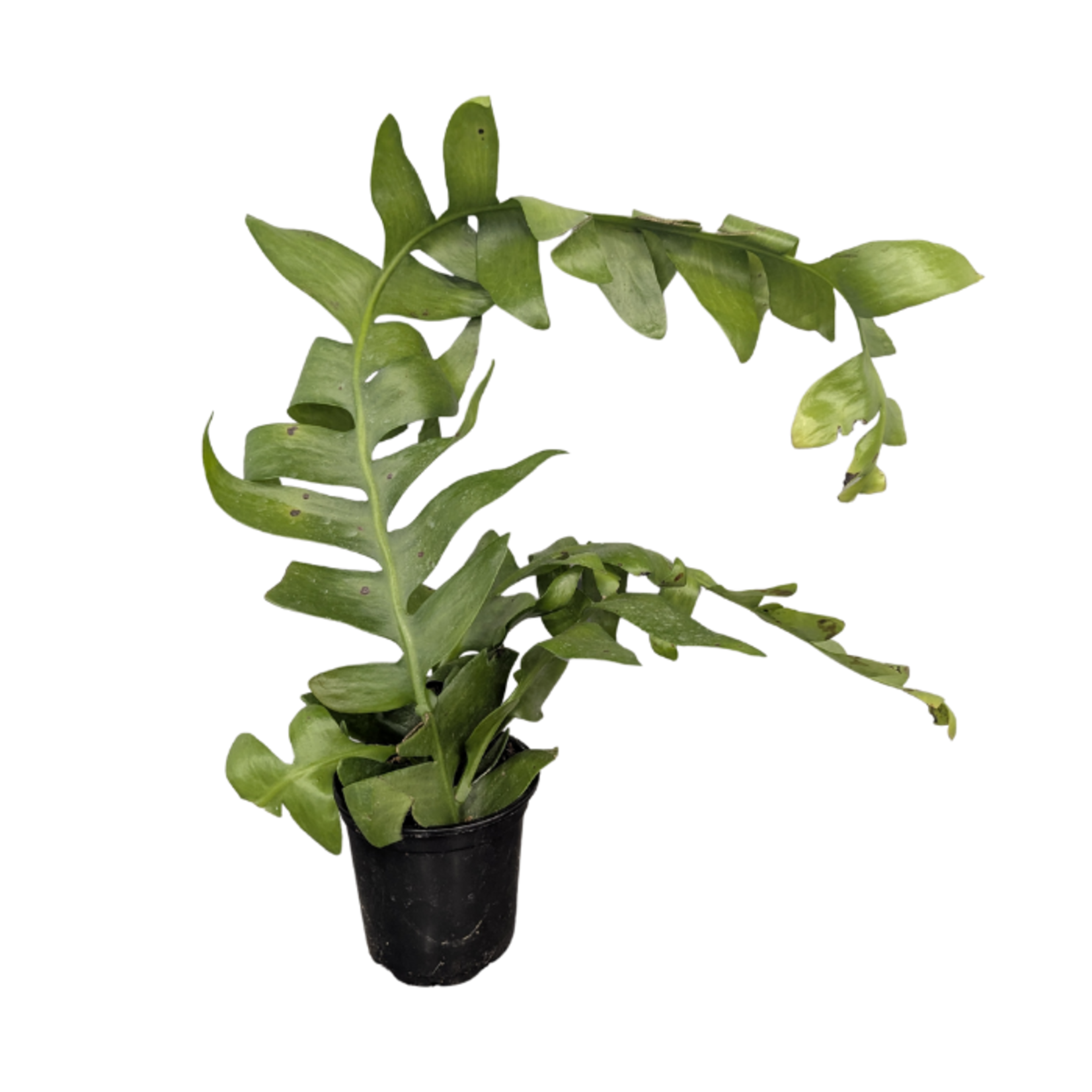 Orchid Cactus Assortment 4"Ø Pot