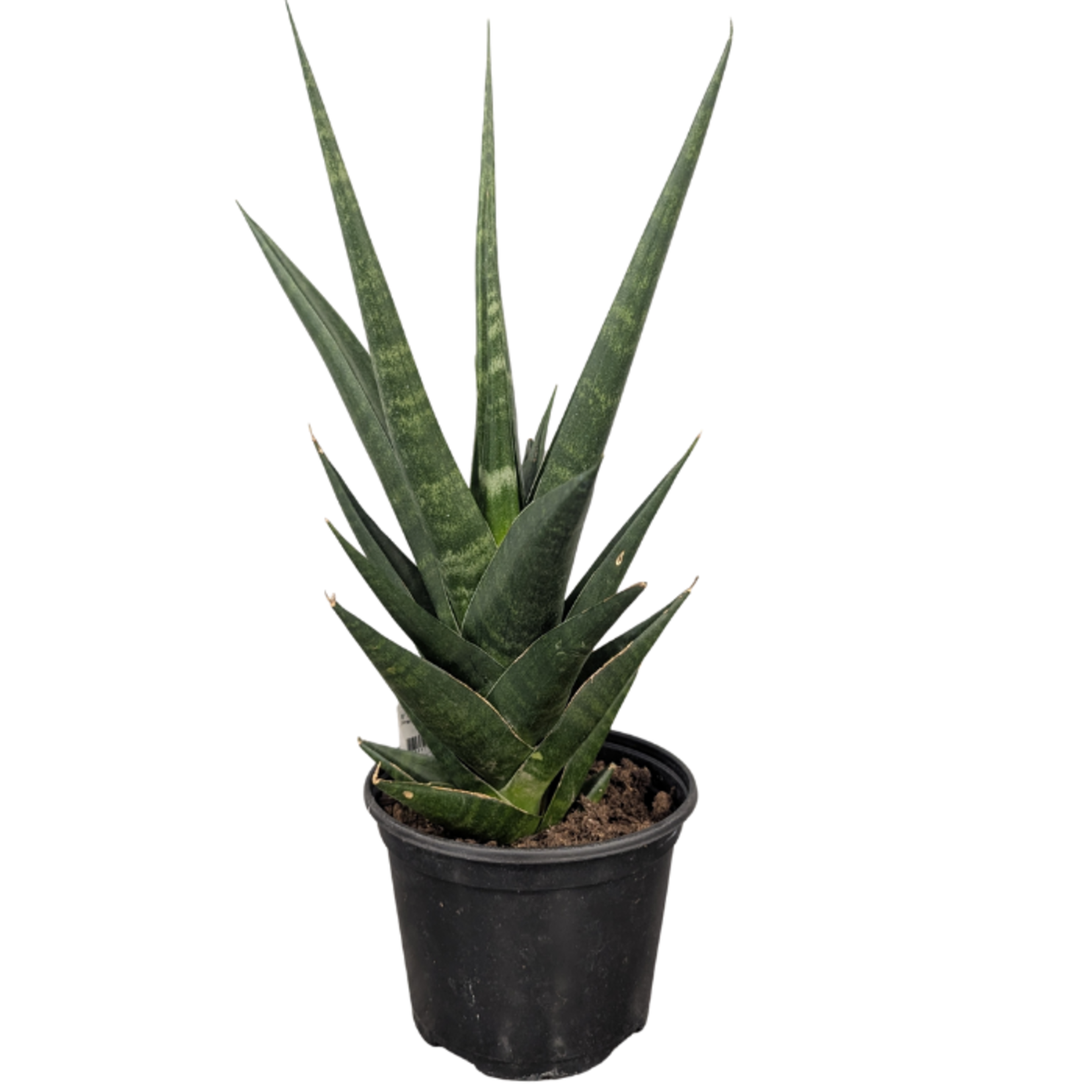 Sanseveria sp. - Premium Assorted