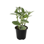 Tradescantia sillamontana White Velvet