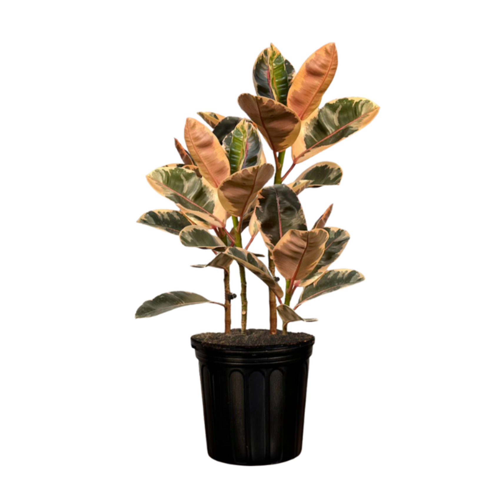 Ficus elastica 'Robusta Ruby'
