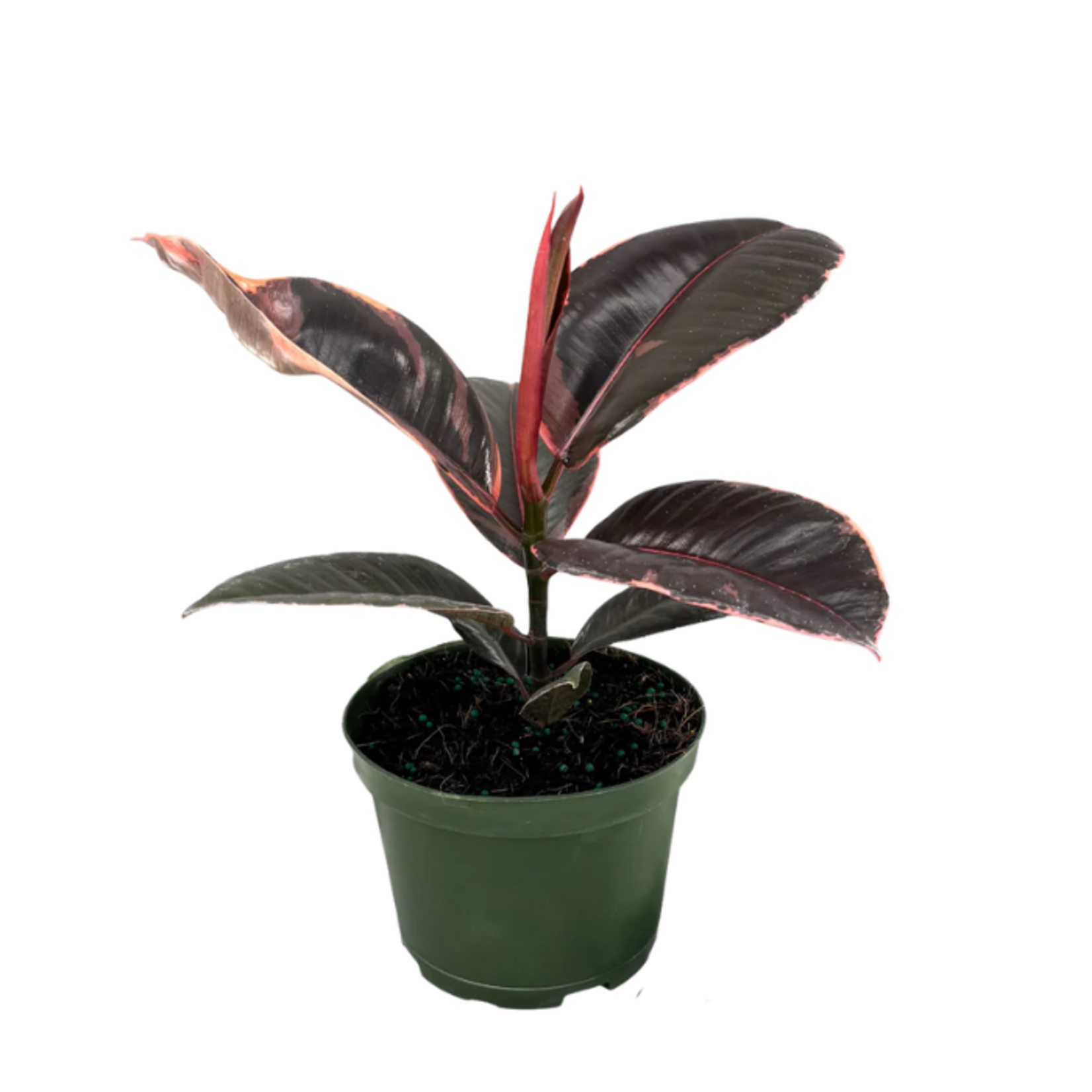 Ficus elastica 'Robusta Ruby'