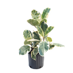 Ficus elastica 'Tineke'