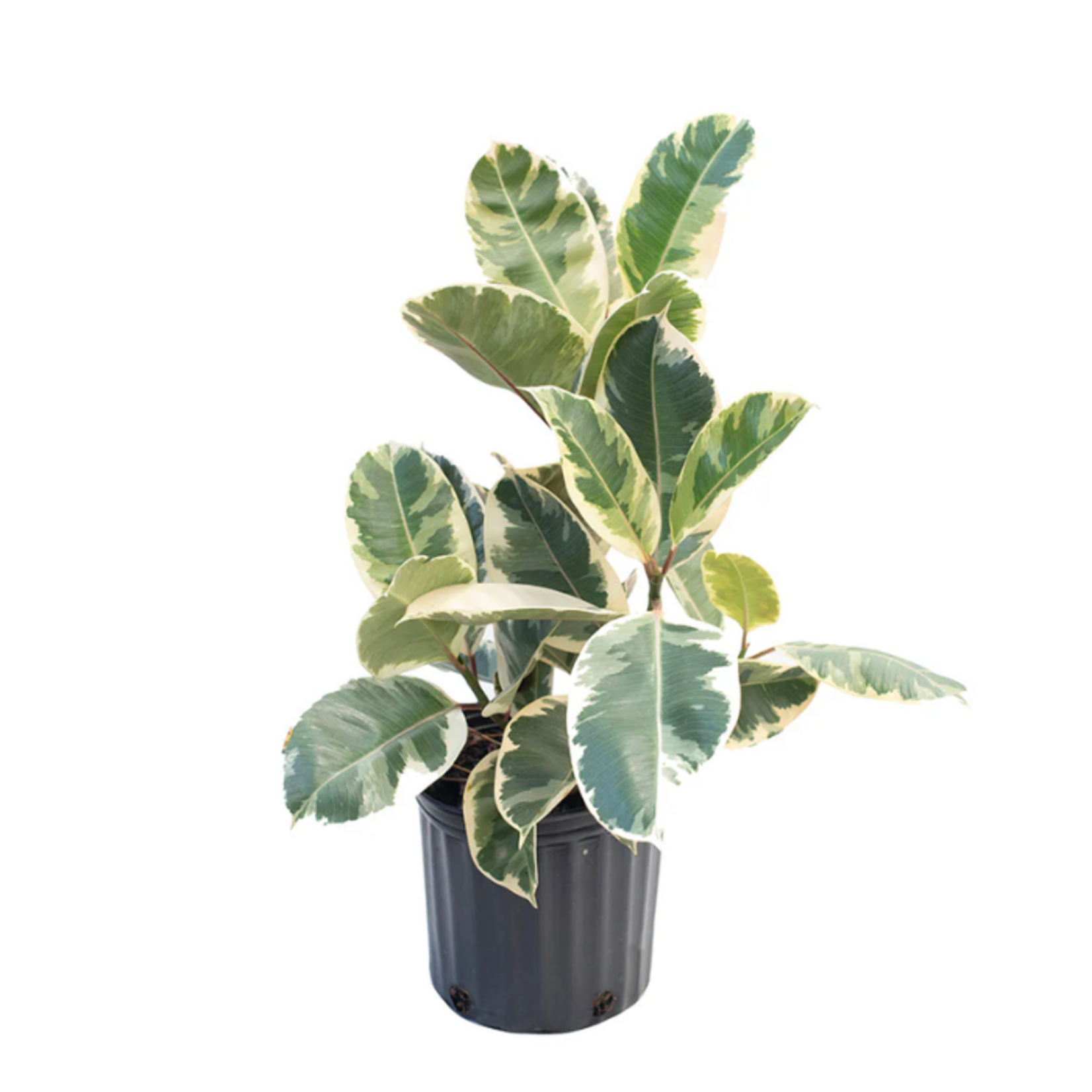 Ficus elastica 'Tineke'