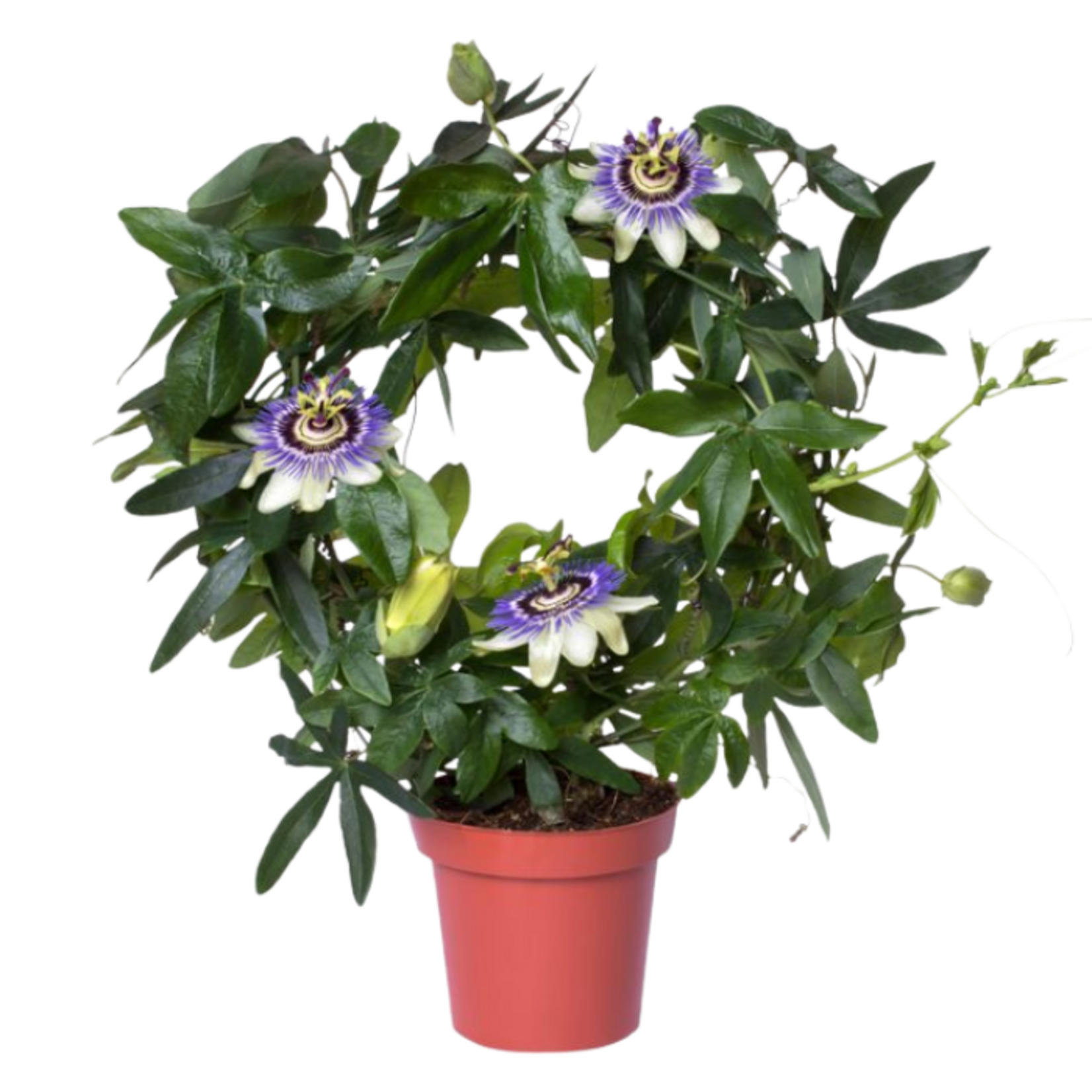 Passiflora sp. Passion Flower