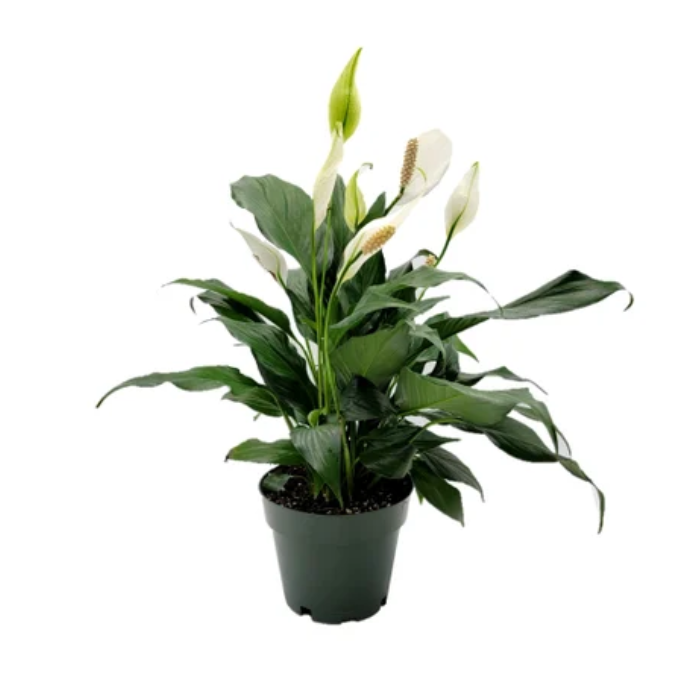 Spathiphyllum (Peace Lily) in 6 inch pot