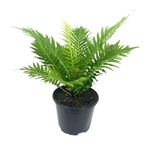 Blechnum gibbum 'Silver Lady' Tree Fern