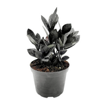 Zamioculcas zamiifolia 'Black Raven' ZZ Plant (Zanzibar Gem)