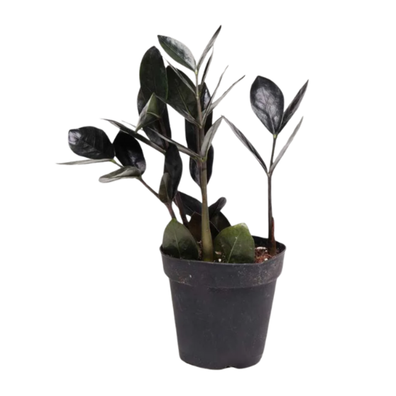 Zamioculcas zamiifolia Black Raven ZZ Plant