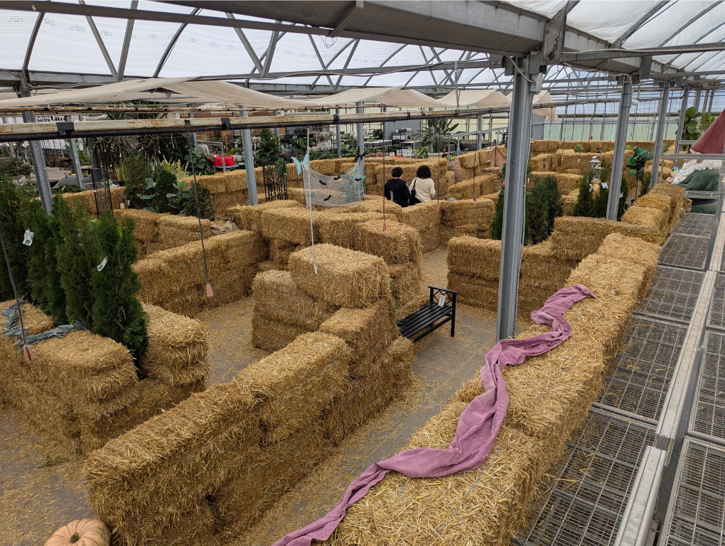 Wide view of the sprawling straw bale maze