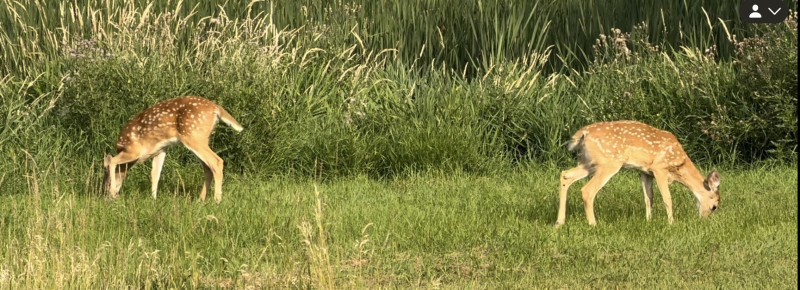 Wildlife near The Green Spot Harvest Hosts area