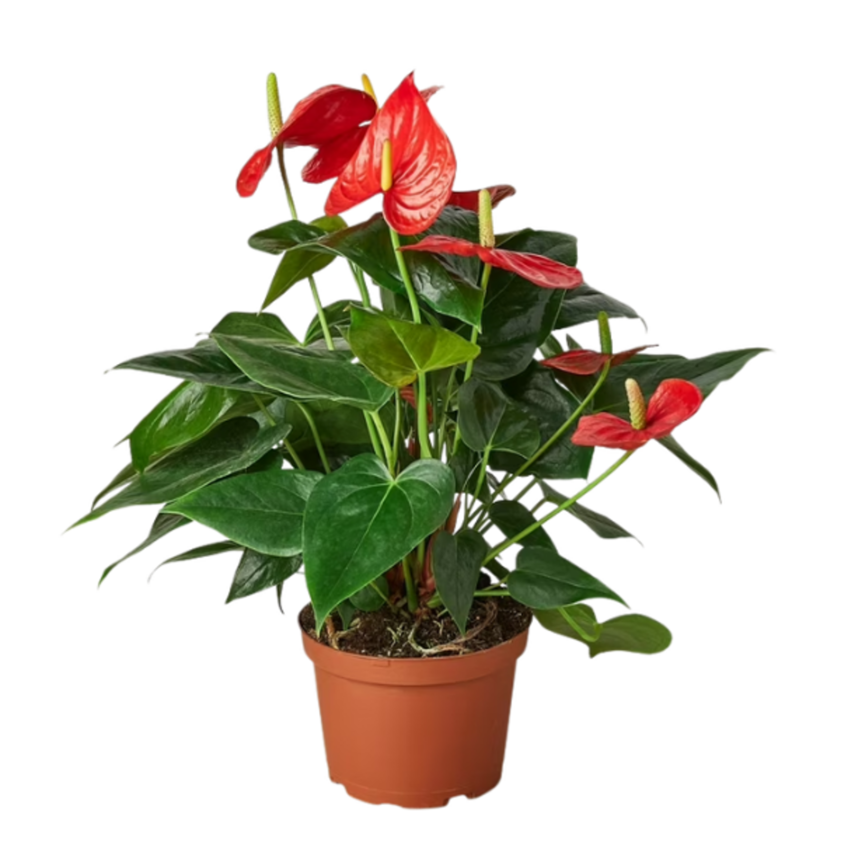 Anthurium andraeanum Flamingo Lily - Red