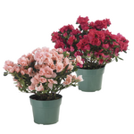 Rhododendron sp. Azalea (Bush)