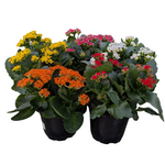 Kalanchoe sp. Assorted Kalanchoe