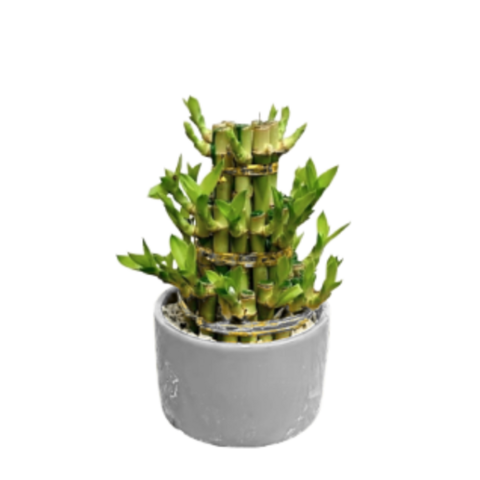 3 Tier Lucky Bamboo in 4"Ø Ceramic Pot
