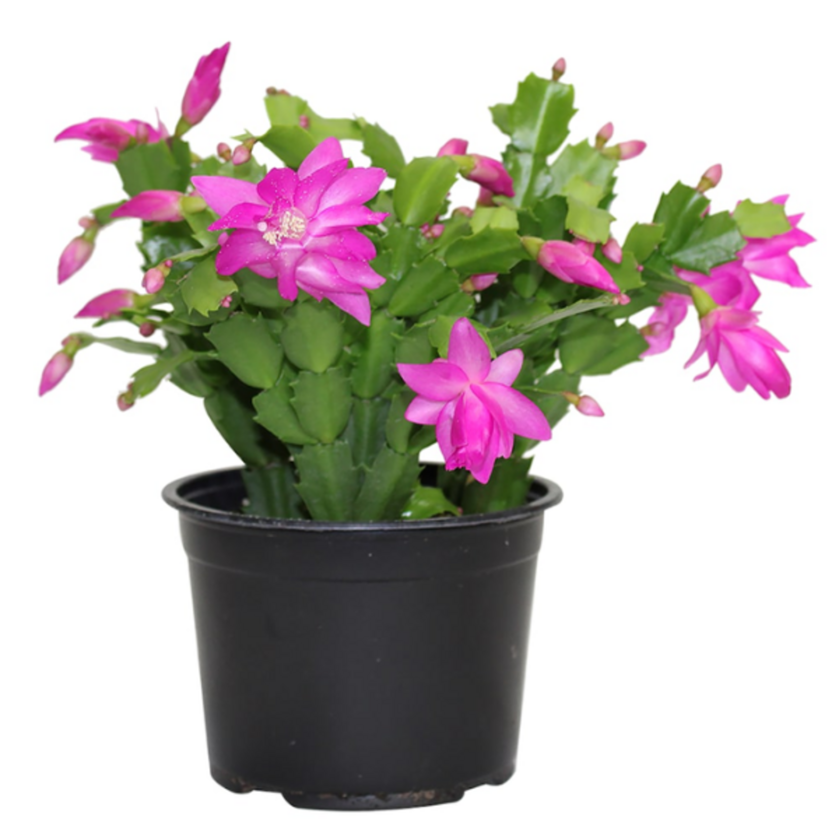 Christmas Cactus (Zygo)