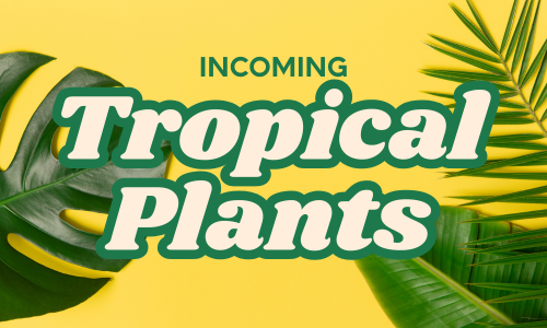 Incoming Tropical Plants: Week 44