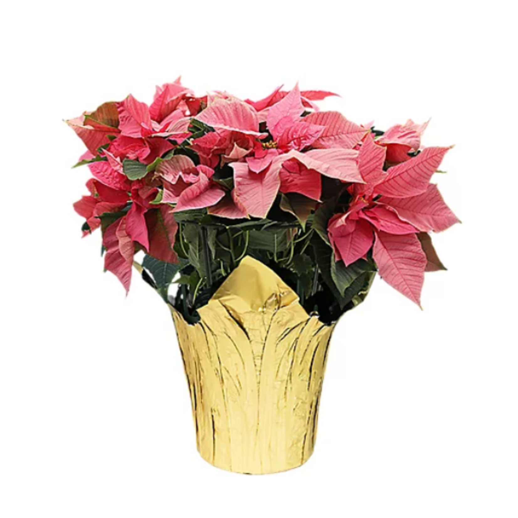 Euphorbia pulcherrima Poinsettia (Assorted Colors)