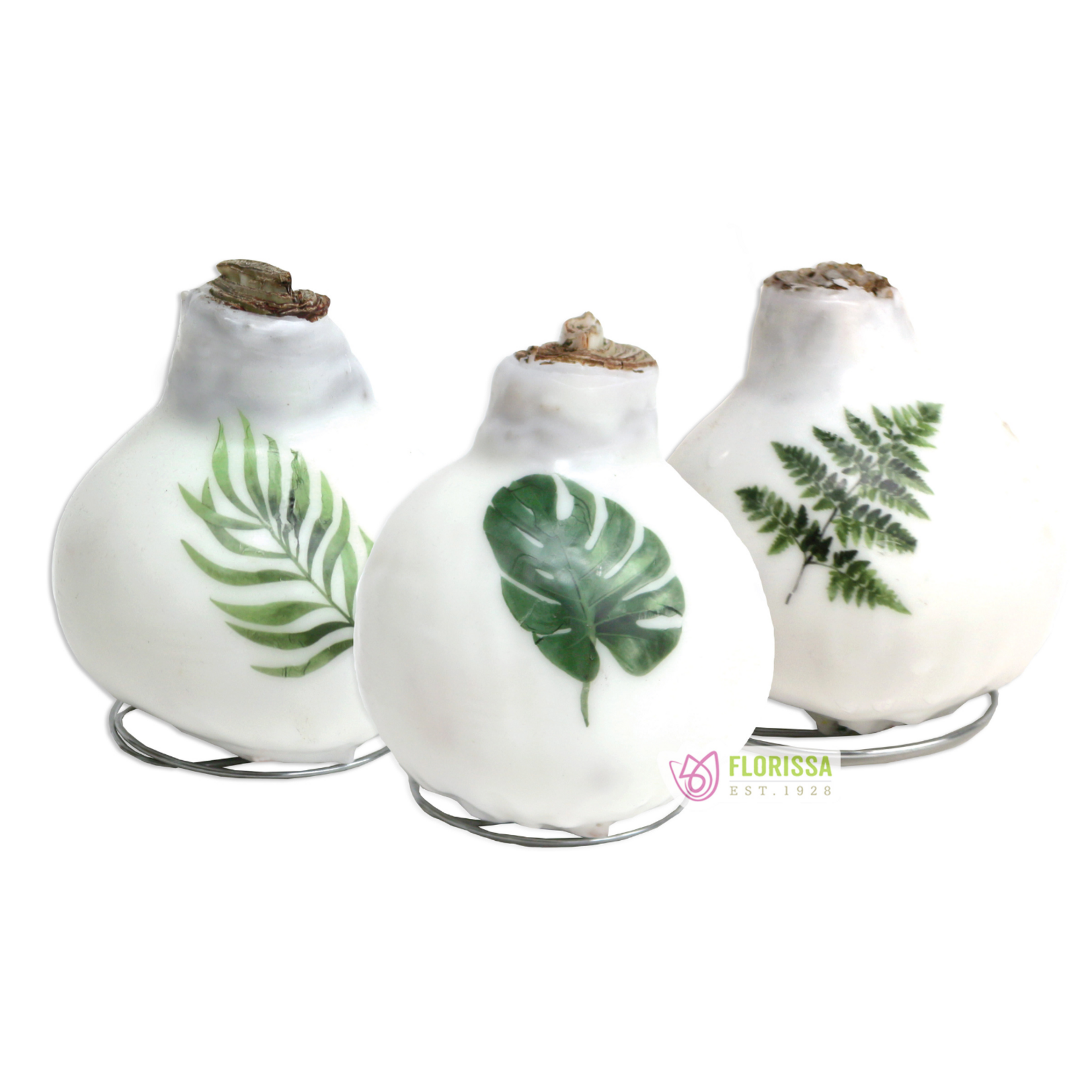 Florissa - Winter Tropics Waxed Amaryllis (Red Flowering)