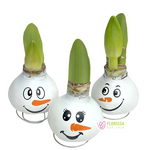 Snowman Faces Waxed Amaryllis (Red Flowering)