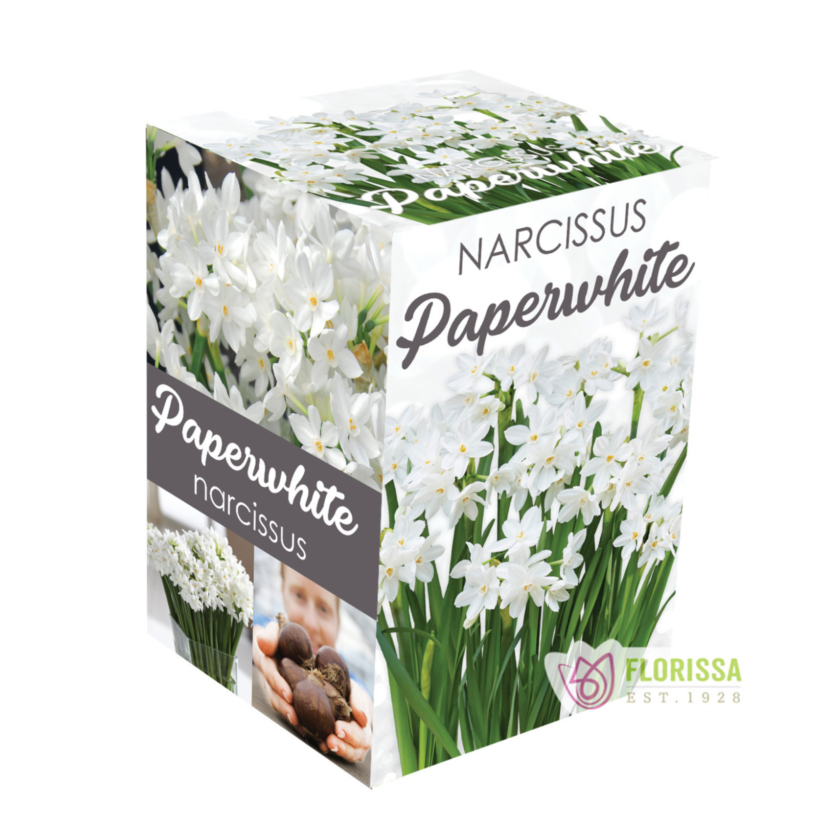 Florissa - Paperwhite Narcissus Gift Kit