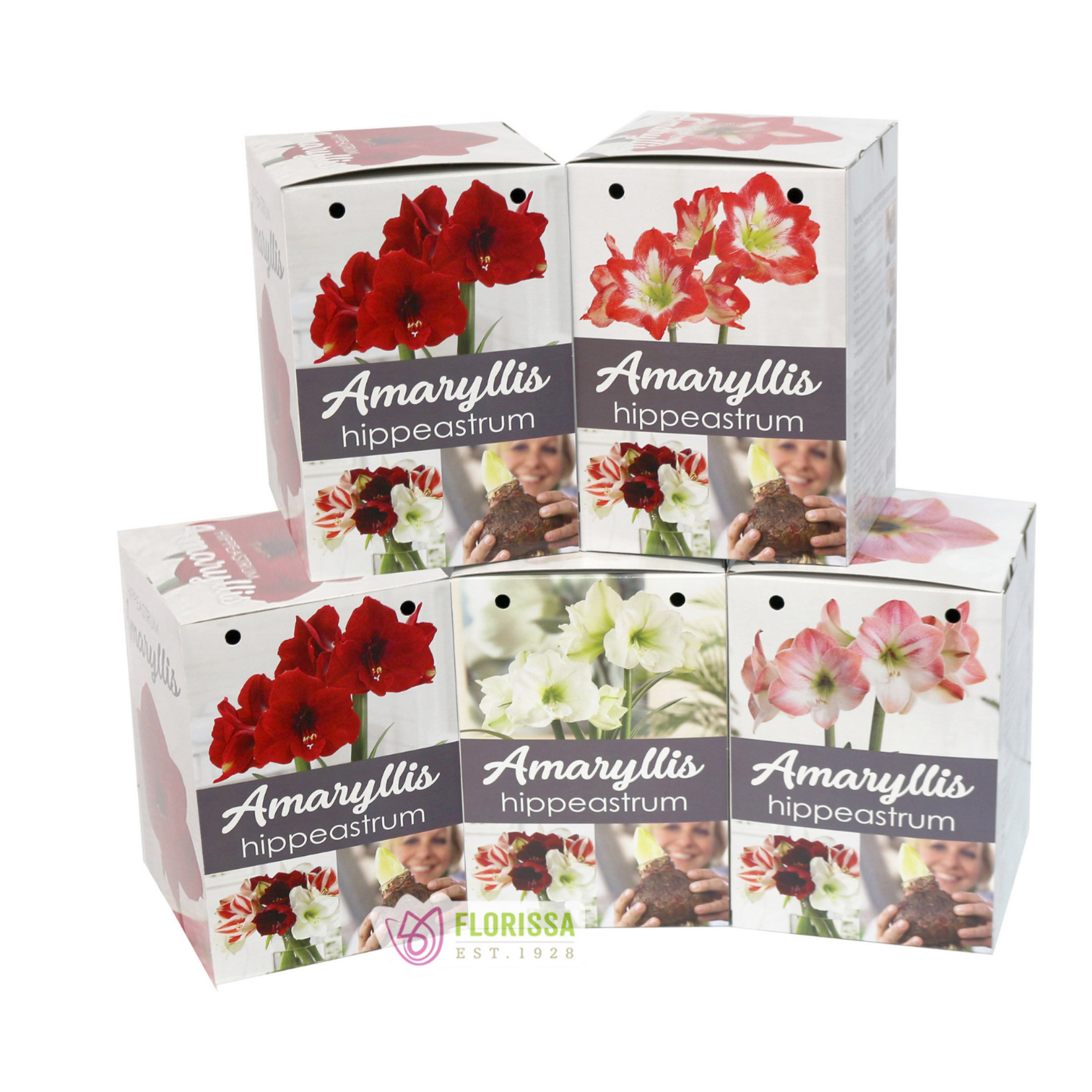 Florissa - Amaryllis Gift Kit