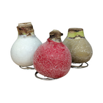 Sugar Dusted Waxed Amaryllis (Red Flowering)