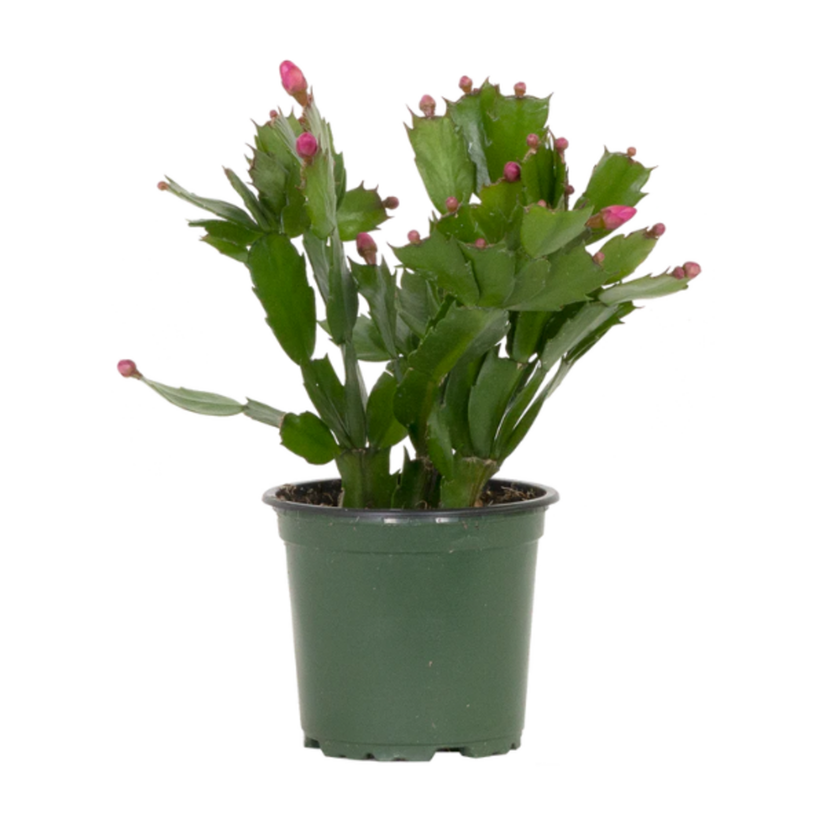 Christmas Cactus (Zygo)