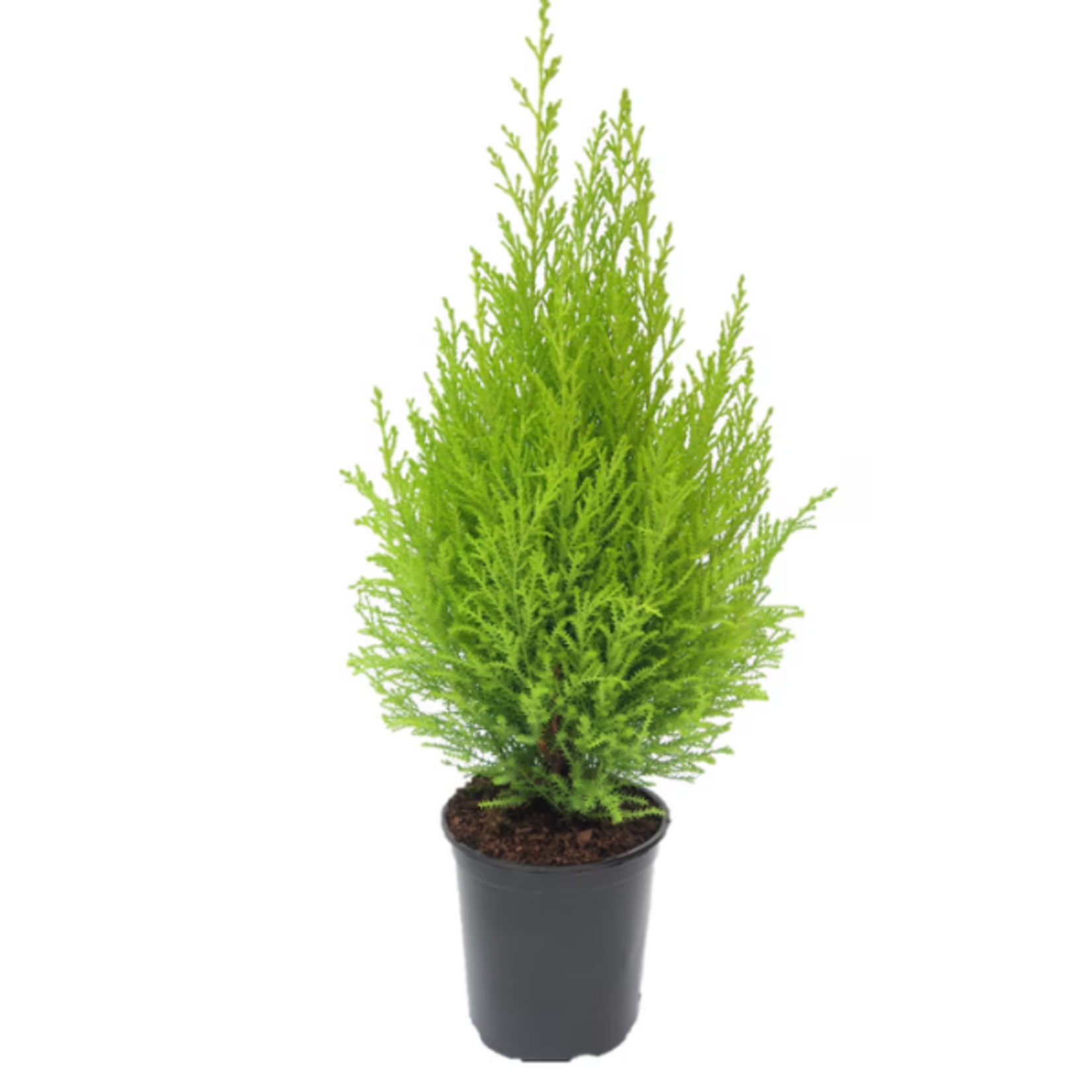 Cupressus (Hesperocyparis) macrocarpa 'Lime' Cypress