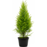 Cupressus (Hesperocyparis) macrocarpa 'Lime' Cypress