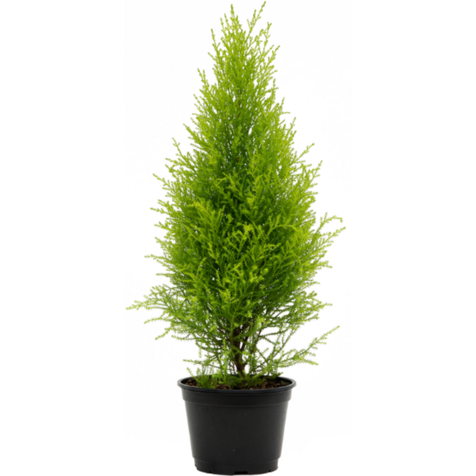 Cupressus (Hesperocyparis) macrocarpa 'Lime' Cypress