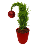Grinch Tree 4"Ø Pot w/ Pot Cover