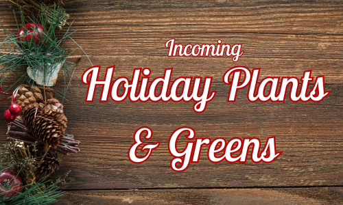 Incoming Holiday Plants & Greens: Week 46