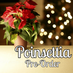 2025 Poinsettia Pre-Order