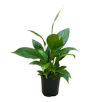 Spathiphyllum 'Mojo' (Peace Lily)