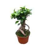 Ficus sp. Bonsai w/ Exposed Root in 6"Ø Pot