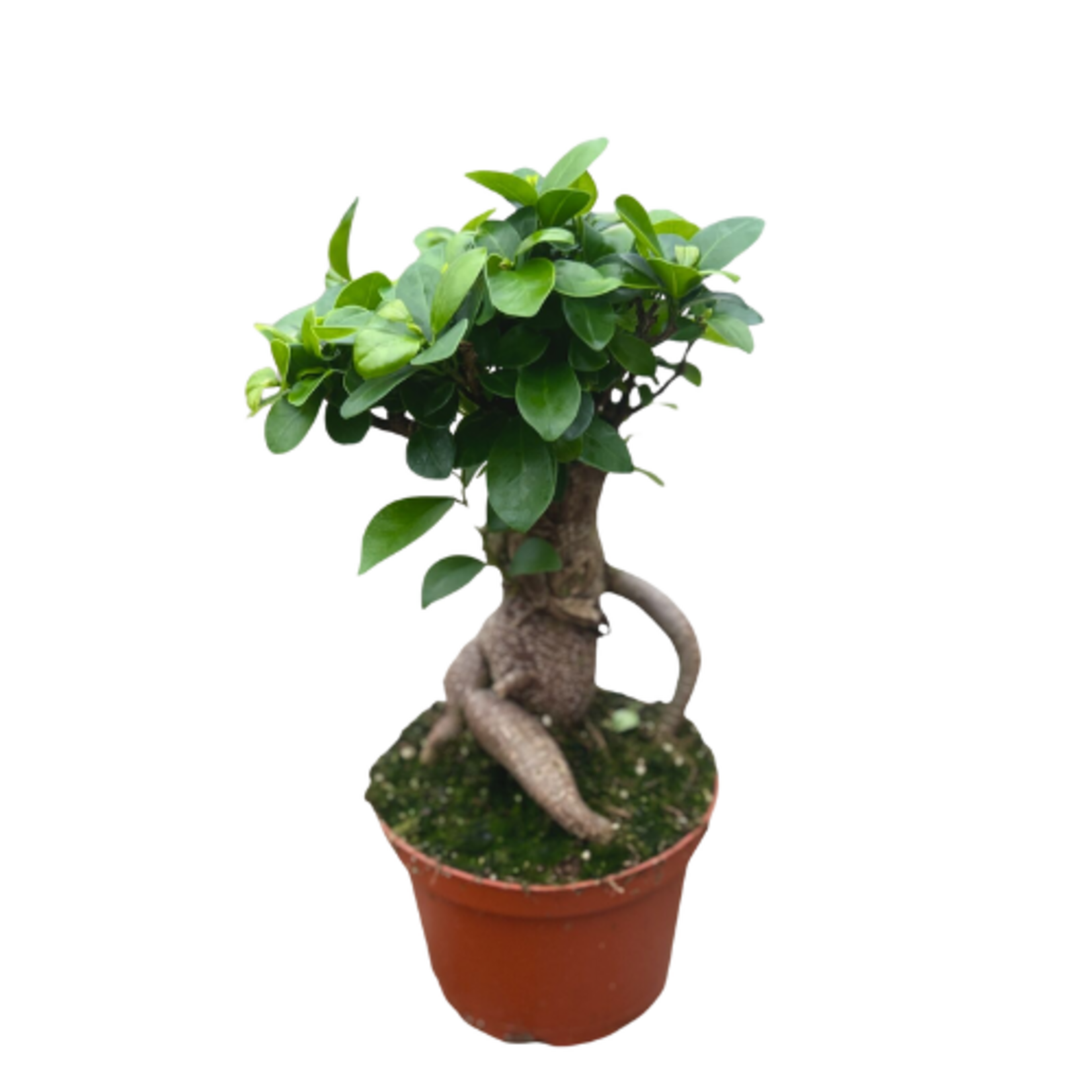 Ficus sp. Bonsai w/ Exposed Root in 6"Ø Pot