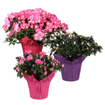 Rhododendron sp. Azalea (Bush)