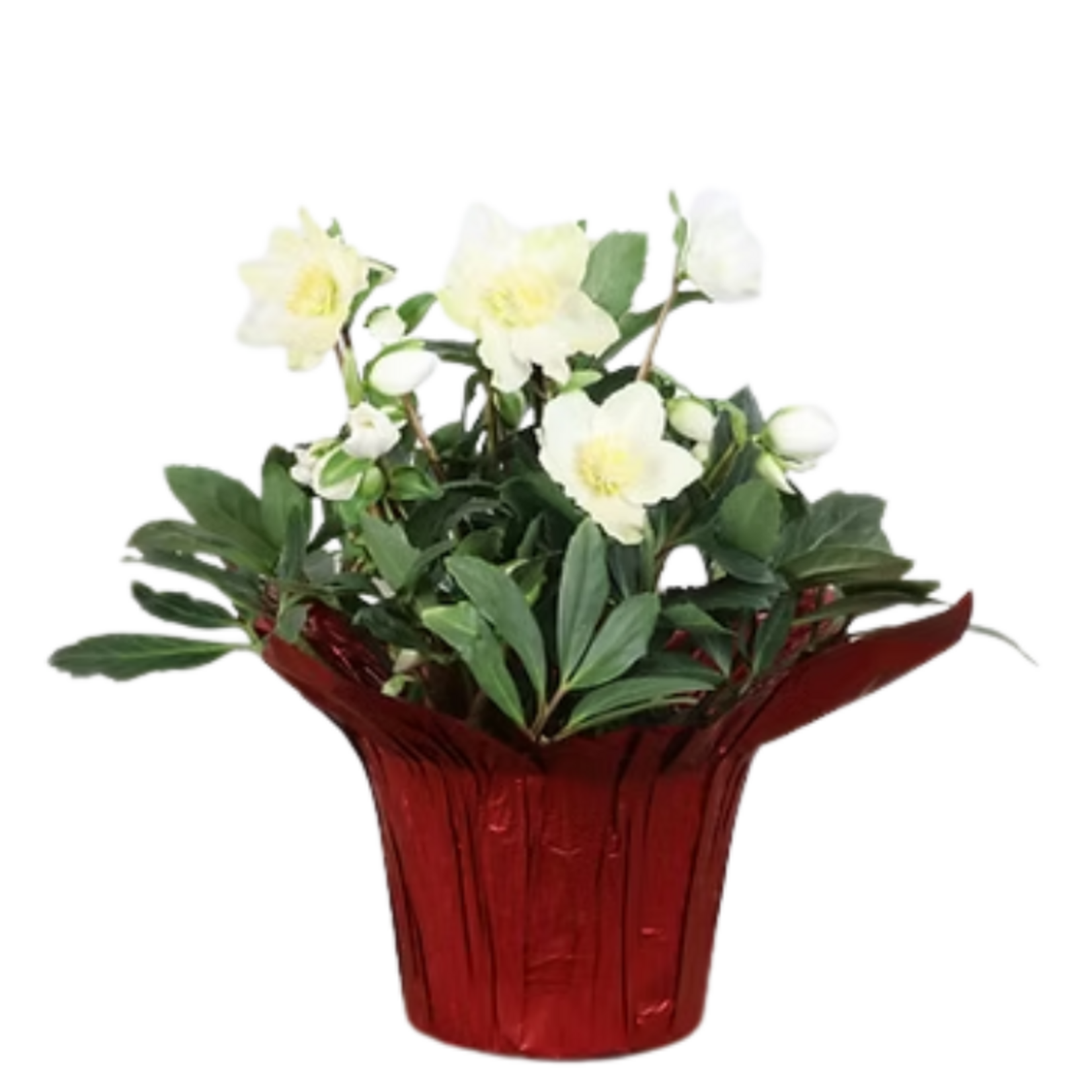 Helleborus niger Christmas Rose