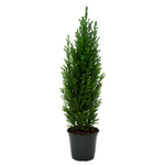 Cupressus sempervirens European Cypress