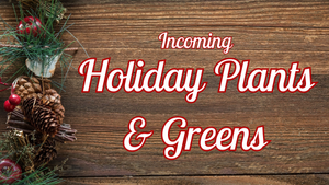 Incoming Holiday Plants: Week 47